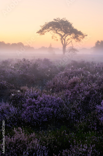 Beautiful solitary tree in a heath near Zundert. Zundert is situated in the province of Noord-Brabant near the town of Breda. In August the heather here is in full bloom and you can really enjoy this.