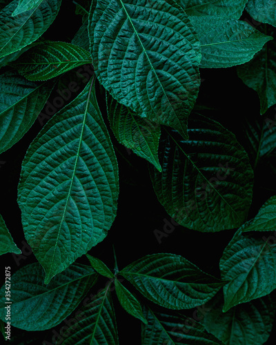 closeup nature view of green leaf background, dark wallpaper concept.