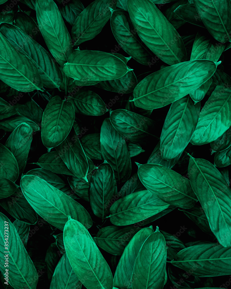 Fototapeta closeup nature view of green leaf background, dark wallpaper concept.