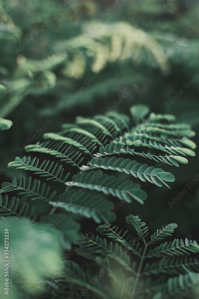 Vertical background with dark green leaves of tropical Caesalpinia plant. Green color. Tropical background Vertical background with dark green leaves of tropical Caesalpinia plant. Green color. Tropical background