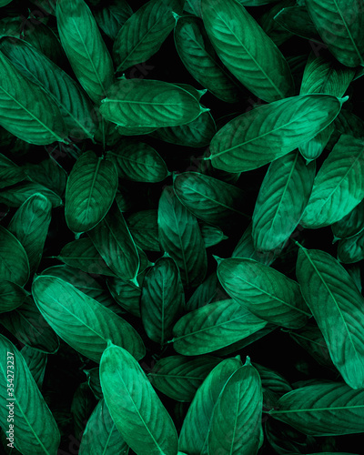 closeup nature view of green leaf background  dark wallpaper concept.