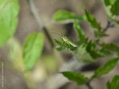 Close-up of a green Sawfly, a macrolophus, a bug on a green leaf © Мария Молчан