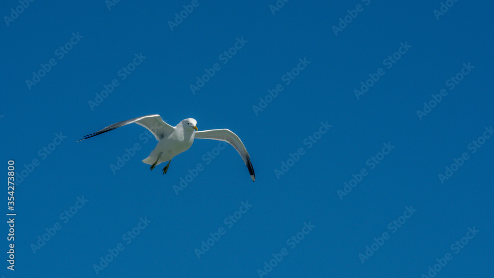 seagull is flying on the blue sky. clearly see the wings, feather, legs, eyes and body. seagull flies look elegant and some can fly in extraordinary way. seagull is flying on the blue sky. clearly see the wings, feather, legs, eyes and body. seagull flies look elegant and some can fly in extraordinary way.