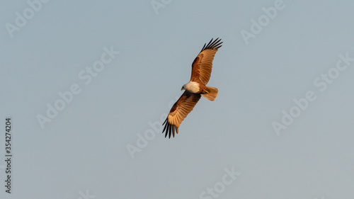 Wild red hawk is flying in nature during sunset hour. fully spread the wings clearly show texture of body and feather.