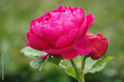 Deep pink garden rose, close up flower. Summer season, blooming plants. Beautiful.