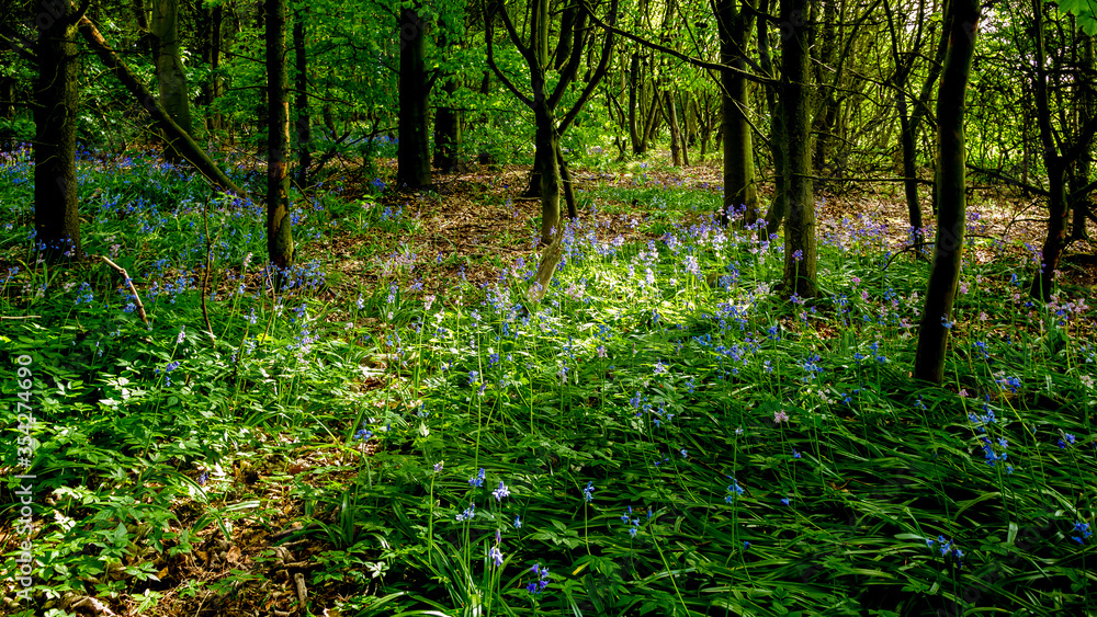 Bluebell flowers in woodland lit by dappled sunlight.