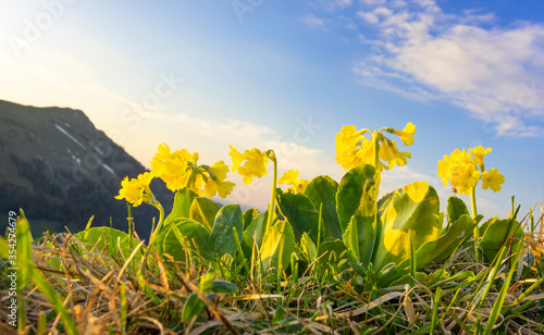 Colorful close-up of flowering bear's ear (Primula auricula). Allgäu Alps, Bavaria, Germany. Selective focus
