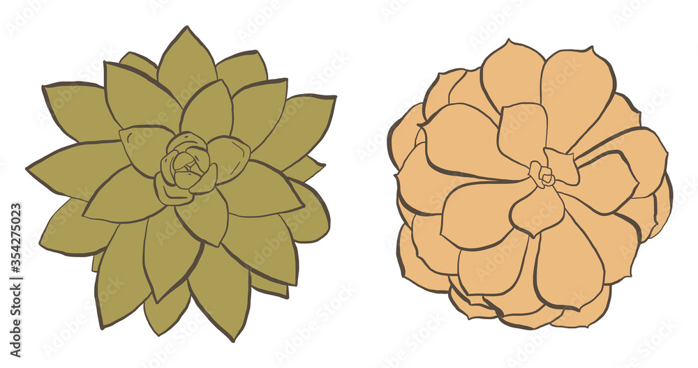 Two hand drawn succulents with dark brown outline, vector illustrations Two hand drawn succulents with dark brown outline, vector illustrations