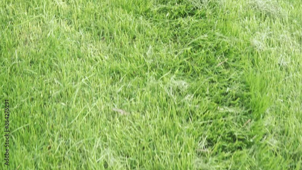 Mowed grass on a lawn Mowed grass on a lawn