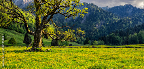 Fototapeta Naklejka Na Ścianę i Meble -  Spring meadow with yellow dandelions and a old tree surrounded by forest and hills in the Allgäu Alps. Bavaria, Germany