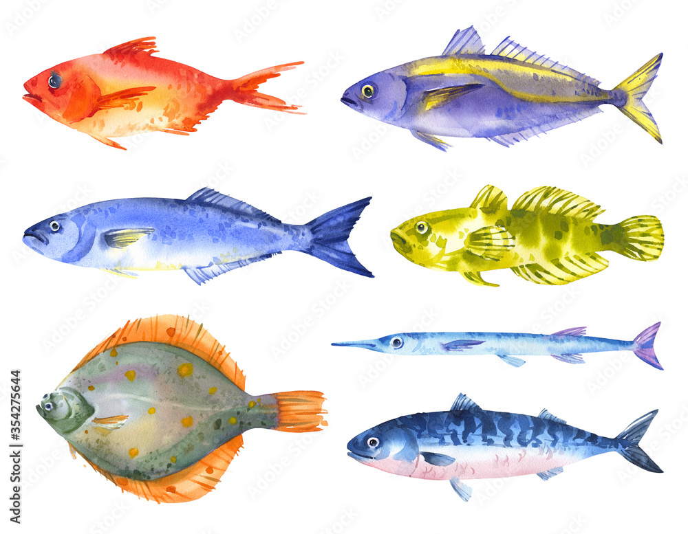 Watercolor set of black sea fishes - horse mackerel; mackerel; flounder, bluefish, sturgeon, red sea bas, garfish. Hand drawn illustration on white background
