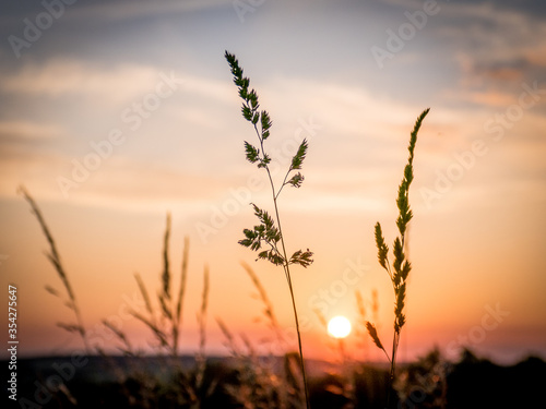 Wiesengr  ser im Sonnenuntergang