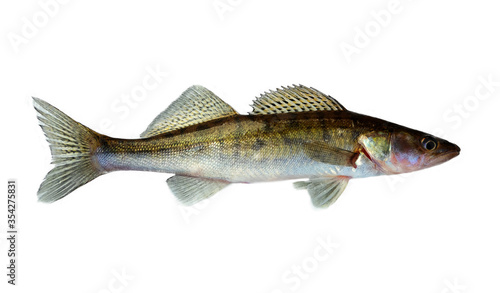 Freshwater raw fish zander isolated on white background