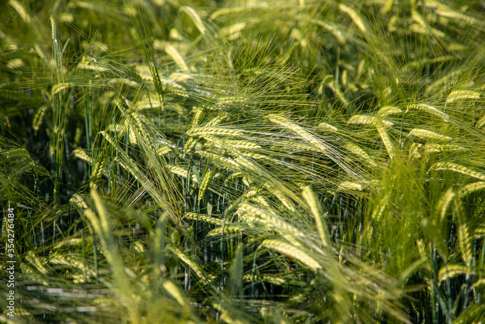 green barley field in spring