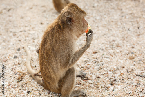 Animals and wildlife. A little monkey or macaque sits on the shore and eats watermelon fruit