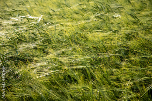 green barley field in spring