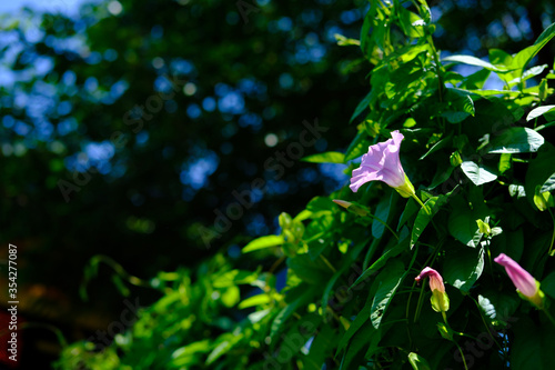 Calystegia pubescens(hirugao)