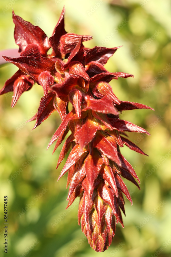 Giant Honey Flower, Melianthus Major Giant Honey Flower, Melianthus Major