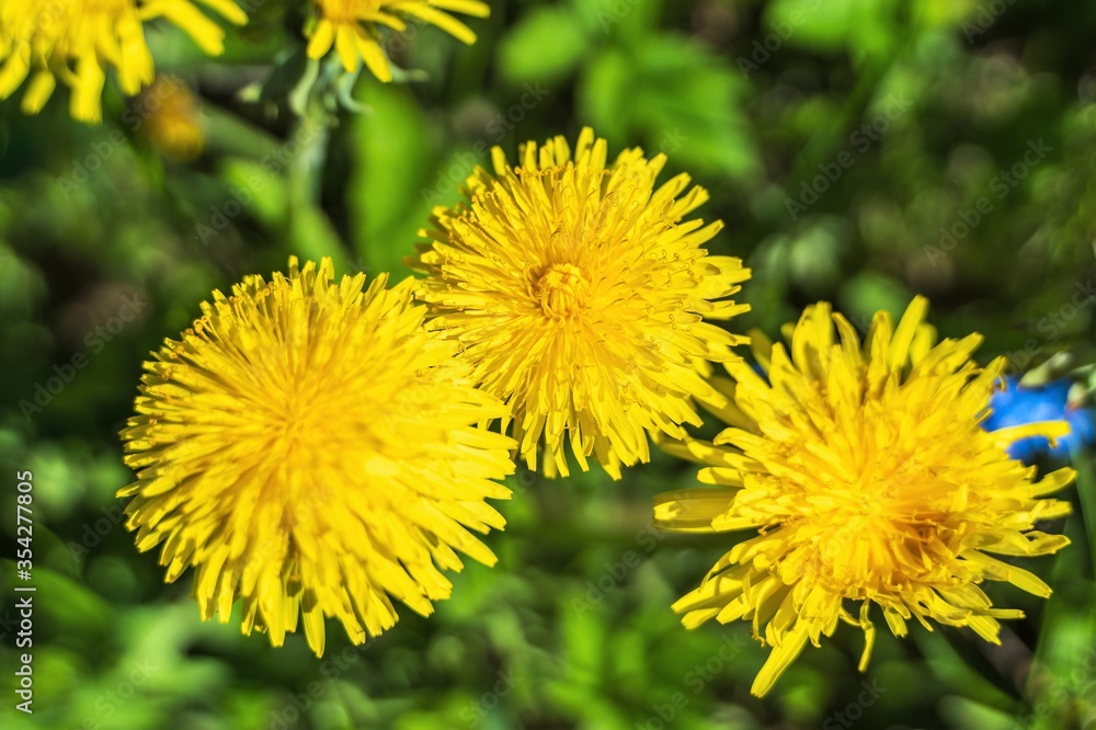 Gorgeous yellow dandelions on a green background. Gorgeous yellow dandelions on a green background.