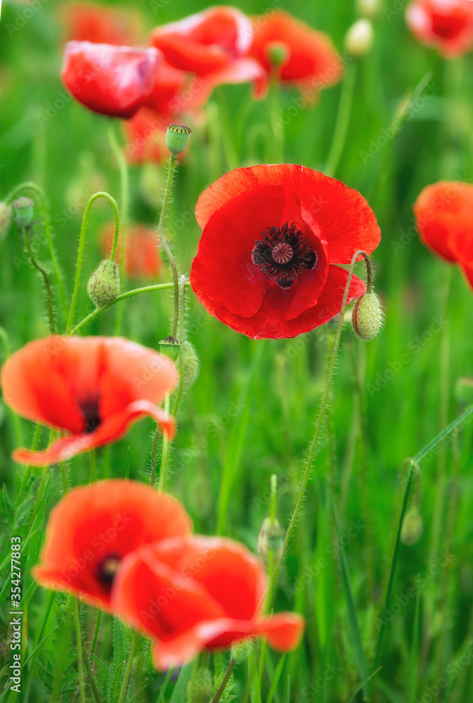 Obraz premium Mohnblumen