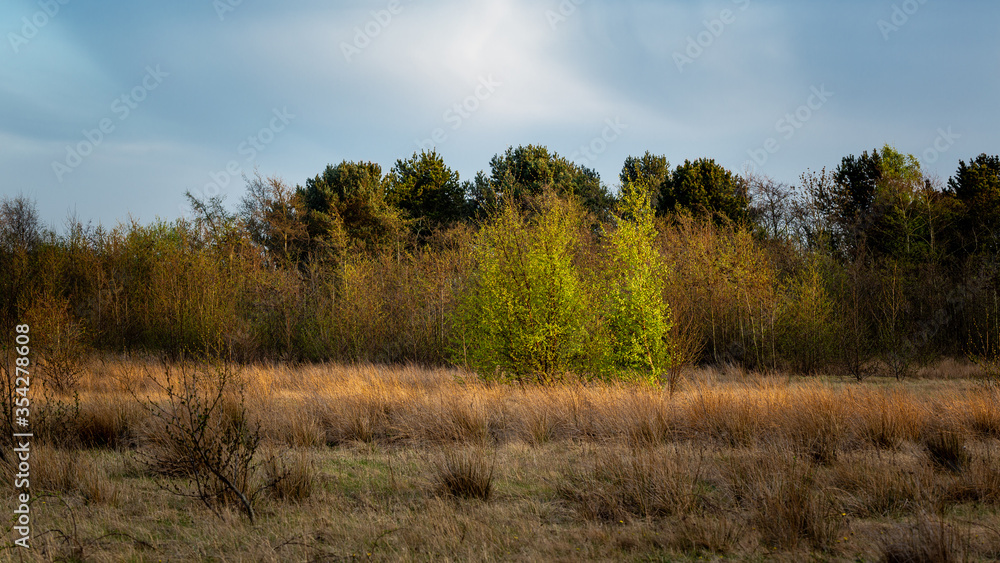 English meadow in spring time in evening light. English meadow in spring time in evening light.