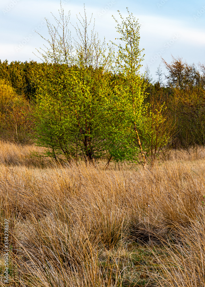 English meadow in spring time in evening light. English meadow in spring time in evening light.