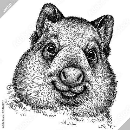 black and white engrave isolated wombat vector illustration