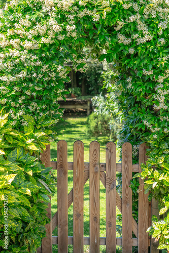 gate in the garden with booming jasmine
