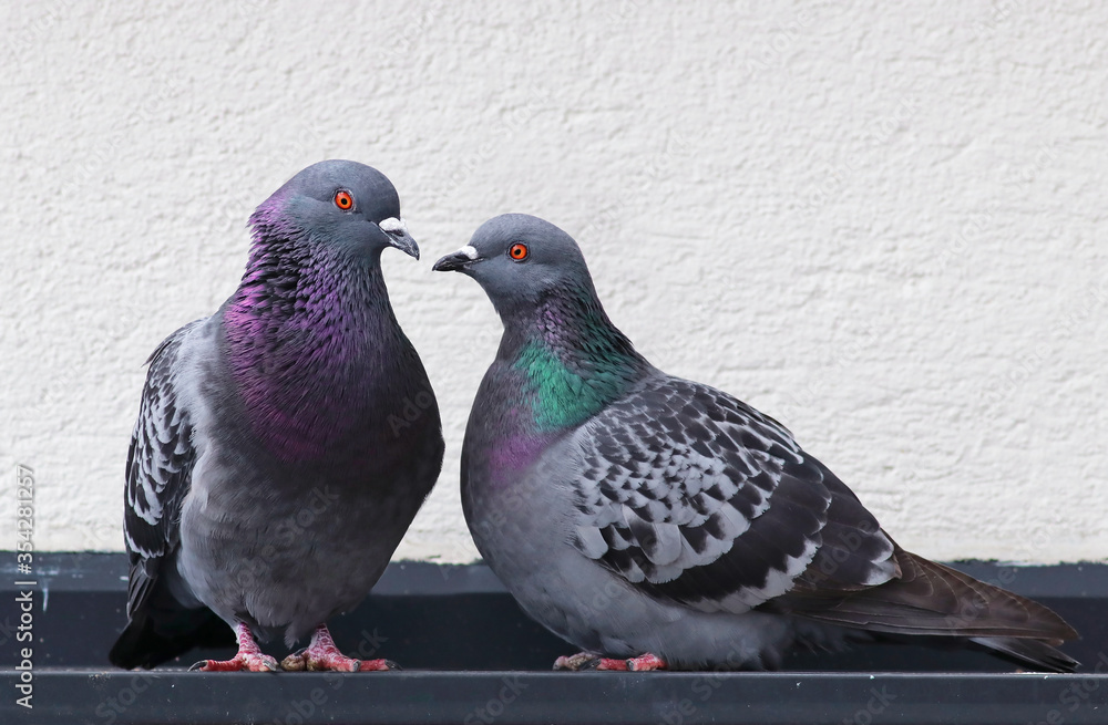 Cute couple of loving and colorful pigeons mating. Common city doves (Columba livia) standing on the roof of a building after building their nest. Animals in the city. Cute couple of loving and colorful pigeons mating. Common city doves (Columba livia) standing on the roof of a building after building their nest. Animals in the city.