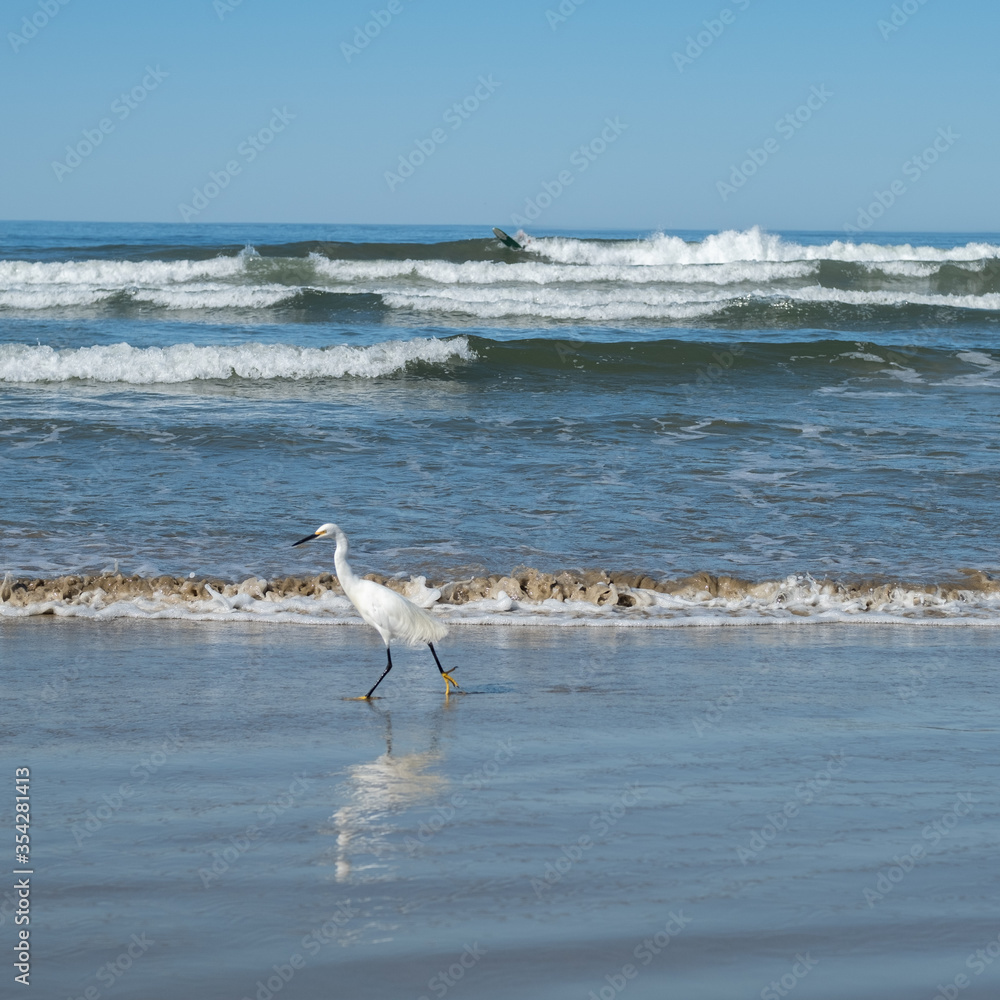 Great egret walking on the beach in California Great egret walking on the beach in California