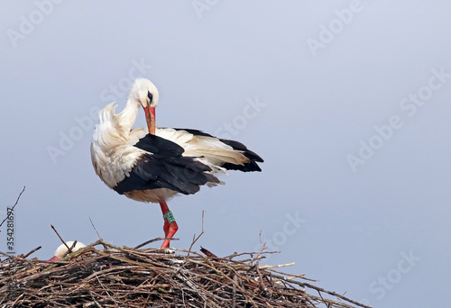 Beautiful white stork (Ciconia ciconia) resting on its nest. Big migratory bird from Africa spending the winter in Lugo, Galicia, Spain. Colorful wild bird background. Stork building nest.