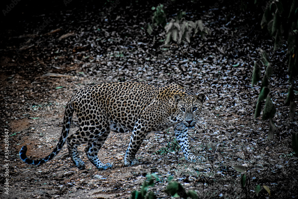 Obraz premium leopard on a tree