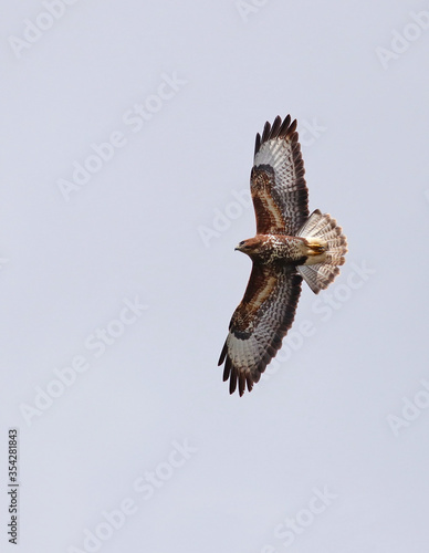 Common buzzard eagle (Buteo buteo) flying with a cloudy white background. Flight of an european eagle in vertical. Bird of prey hunting with its wings wide open.  