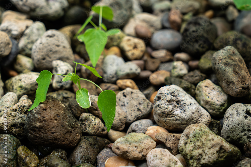 Saplings of papaya trees grown in the aquaponics system Saplings of papaya trees grown in the aquaponics system