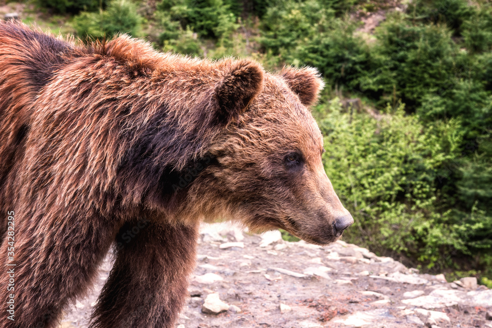 Big Brown bear (ursus arctos) on the forest background, animal in the wild. National Nature Park Synevyr, Carpathian mountains, Brown bears rehabilitation center, Transcarpathian region, Ukraine Big Brown bear (ursus arctos) on the forest background, animal in the wild. National Nature Park Synevyr, Carpathian mountains, Brown bears rehabilitation center, Transcarpathian region, Ukraine