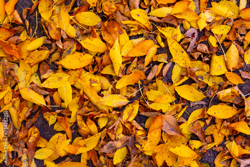 Fallen leaves on the ground