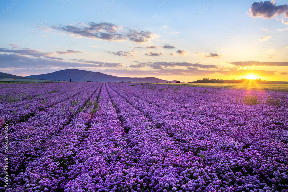 Fototapeta premium Rural landscape with field of purple blooming garlic on sunset and mount Sleza on background, Lower Silesia, Poland