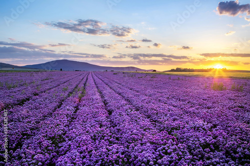 Rural landscape with field of purple blooming garlic on sunset and mount Sleza on background  Lower Silesia  Poland