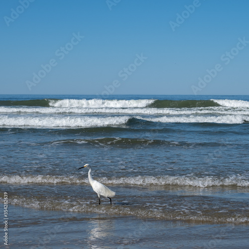 Great egret walking on the beach in California