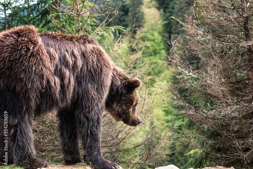 Big Brown bear (ursus arctos) on the forest background, animal in the wild. National Nature Park Synevyr, Carpathian mountains, Brown bears rehabilitation center, Transcarpathian region, Ukraine