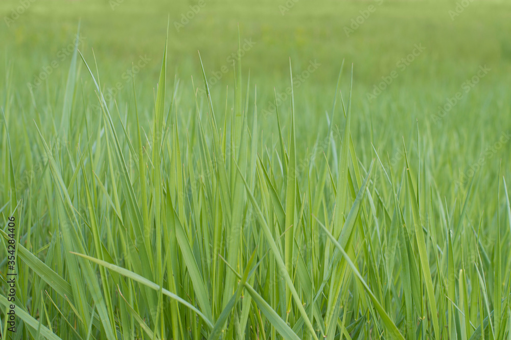 Obraz premium photo background texture green grass