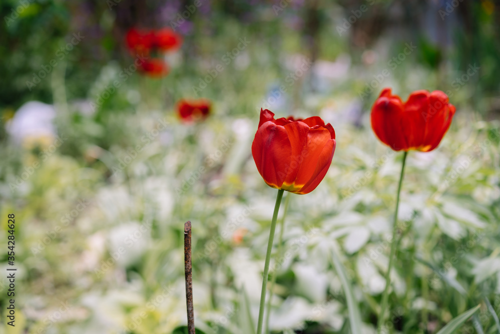 Blossoming tulips on the background of flowers Blossoming tulips on the background of flowers