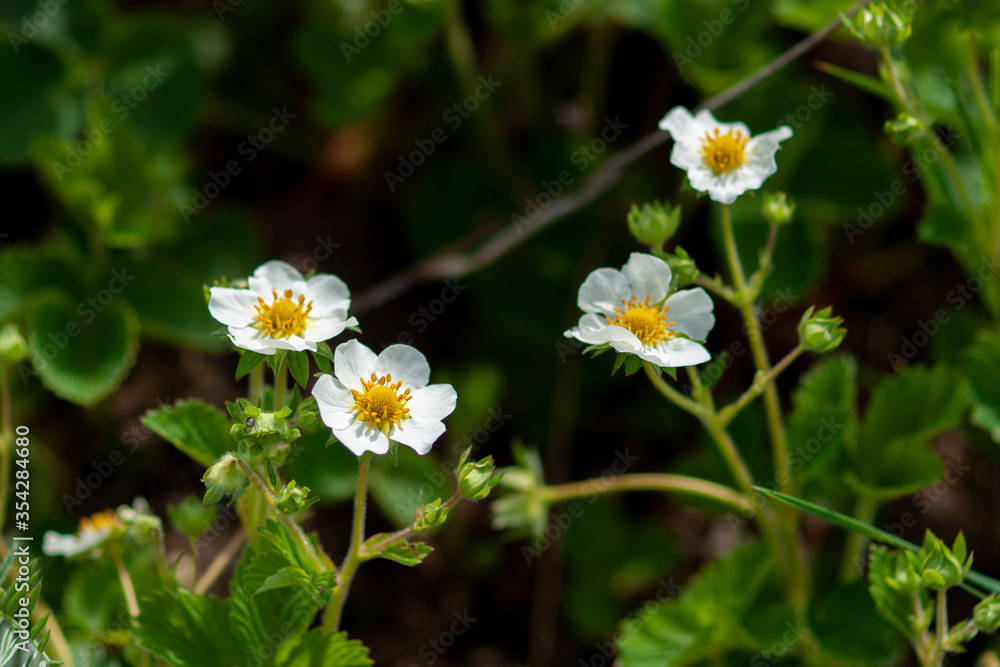 Blooming strawberries on a background of green leaves.