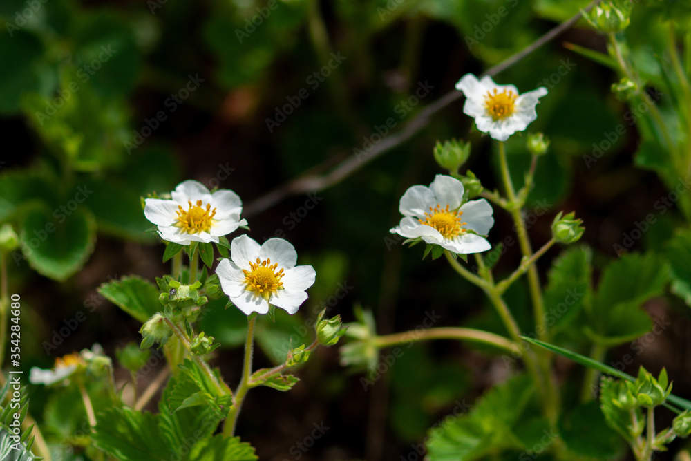 Blooming strawberries on a background of green leaves. Blooming strawberries on a background of green leaves.