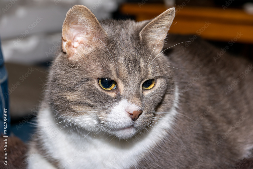Portrait of a pensive gray domestic cat. Full gray cat close up.