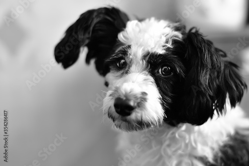 pure breed Chinese crested dog portrait on black background