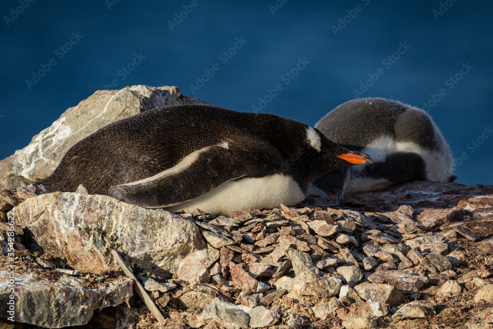 Naklejka premium Gentoo penguins relaxing in Antarctica