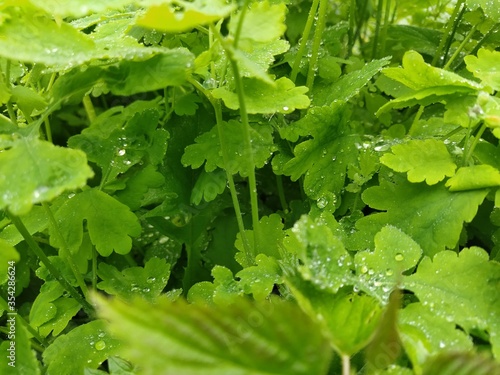 fresh green leaves