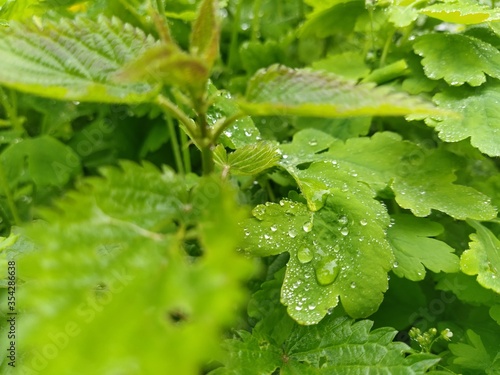 green leaf with dew drops