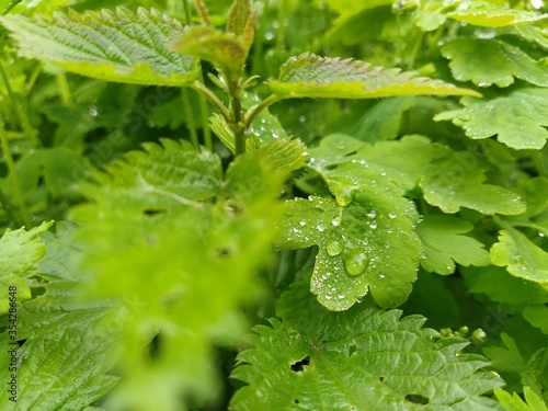 close up of green leaves